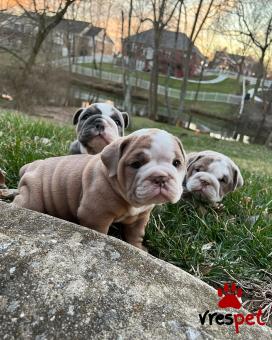 Ράτσα: Αγγλικό Μπουλντόγκ - English Bulldog | Ηλικία: 2,5 μηνών | Φύλο: Θηλυκό | Αρ. Microchip: 90250060290210 | Ιδιώτης | Εκπαιδευμένο | Pedigree | Περιοχή: Αθήνα, Αττική