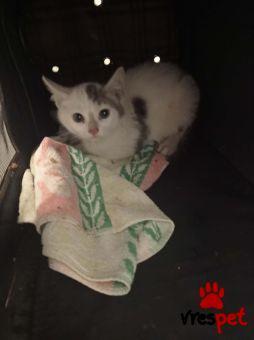 Ράτσα: Άγνωστο - Ημίαιμο | Ηλικία: 2 μηνών | Φύλο: Θηλυκό | Αρ. Microchip: 000000000000000000000 | Ημίαιμο | Περιοχή: Χαϊδάρι, Αττική