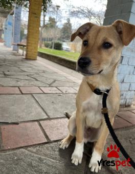 Ράτσα: Άγνωστο - Ημίαιμο | Ηλικία: 5 μηνών | Φύλο: Αρσενικό | Αρ. Microchip: - | Εκπαιδευμένο | Περιοχή: Θεσσαλονίκη, Θεσσαλονίκη