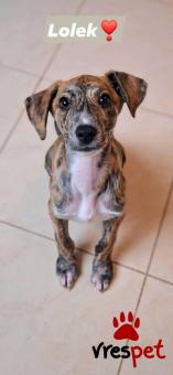 Ράτσα: Άγνωστο - Ημίαιμο | Ηλικία: 3 μηνών | Φύλο: Αρσενικό | Αρ. Microchip: 0 | Περιοχή: Μινώα Πεδιάδα, Κρήτη