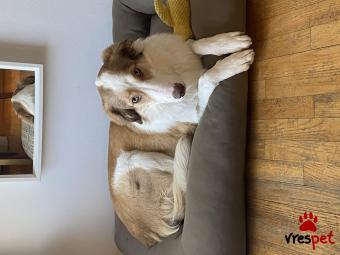 Ράτσα: Κόλι - Collie | Ηλικία: 1 έτους | Φύλο: Θηλυκό | Αρ. Microchip: - | Περιοχή: Αθήνα, Αττική