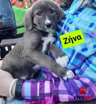 Ράτσα: Ελληνικός Ποιμενικός - Greek Shepherd | Ηλικία: 2 μηνών | Φύλο: Θηλυκό | Αρ. Microchip: 9400034569584 | Ημίαιμο | Περιοχή: Λαυρεωτική, Αττική