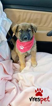 Ράτσα: Γερμανικός ποιμενικός Αλσατίας | Ηλικία: 2,5 μηνών | Φύλο: Θηλυκό | Αρ. Microchip: 1289675432222 | Περιοχή: Μινώα Πεδιάδα, Κρήτη