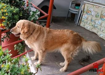 Ράτσα: Γκόλντεν Ριτρίβερ - Golden Retriever | Ηλικία: 5 μηνών | Φύλο: Θηλυκό | Αρ. Microchip: 990000004033133 | Ιδιώτης | Εκπαιδευμένο | Περιοχή: Μέγαρα, Αττική