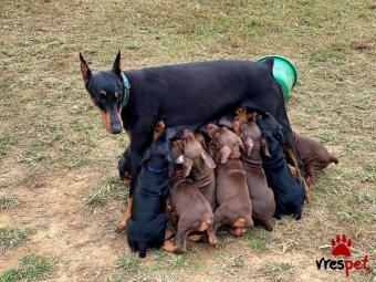 Ράτσα: Ντόμπερμαν - Doberman | Ηλικία: 2,5 μηνών | Φύλο: Αρσενικό | Αρ. Microchip: 985413009734721 | Ιδιώτης | Εκπαιδευμένο | Pedigree | Περιοχή: Αθήνα, Αττική