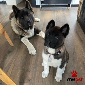 Ράτσα: Ακίτα Γιαπωνέζικος - Akita inu | Ηλικία: 2,5 μηνών | Φύλο: Αρσενικό | Αρ. Microchip: 985113599734721 | Ιδιώτης | Εκπαιδευμένο | Pedigree | Περιοχή: Αθήνα, Αττική