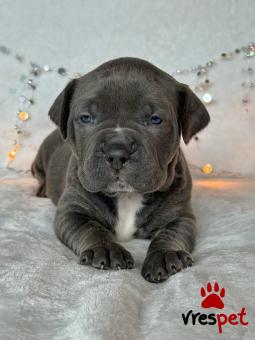 Ράτσα: Πίτ μπούλ - pitbull | Ηλικία: 3 μηνών | Φύλο: Αρσενικό | Αρ. Microchip: 909089068905690 | Ιδιώτης | Εκπαιδευμένο | Pedigree | Περιοχή: Αθήνα, Αττική