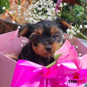 Ράτσα: Γιόρκσάϊρ τεριέ - Yorkshire Terrier | Ηλικία: 3 μηνών | Φύλο: Θηλυκό | Αρ. Microchip: 902208005030905 | Ιδιώτης | Εκπαιδευμένο | Ημίαιμο | Περιοχή: Αθήνα, Αττική