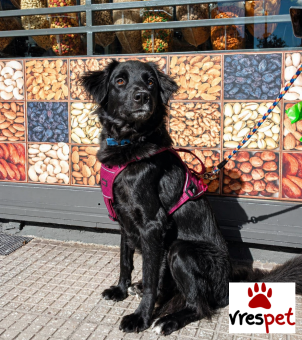 Ράτσα: Βελγικός Ποιμενικός - Belgian Sheepdog | Ηλικία: 1 έτους | Φύλο: Αρσενικό | Αρ. Microchip: 0 | Ημίαιμο | Περιοχή: Γλυφάδα, Αττική