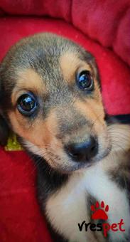 Ράτσα: Άγνωστο - Ημίαιμο | Ηλικία: 2 μηνών | Φύλο: Θηλυκό | Αρ. Microchip: 000000000000008 | Περιοχή: Καλύβια Θορικού, Αττική