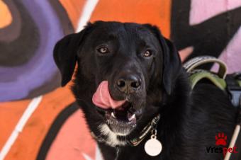 Ράτσα: Άγνωστο - Ημίαιμο | Ηλικία: 2 ετών | Φύλο: Αρσενικό | Αρ. Microchip: - | Ημίαιμο | Περιοχή: Νέα Σμύρνη, Αττική