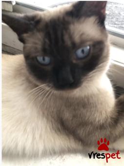 Ράτσα: Σιάμ | Ηλικία: 1 έτους | Φύλο: Θηλυκό | Αρ. Microchip: Δεν έχει  | Για ζευγάρωμα | Περιοχή: Θεσσαλονίκη