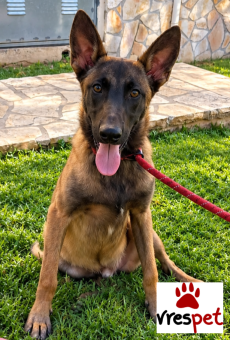 Ράτσα: Βελγικός Ποιμενικός Μαλινουά - Belgian Malinois | Ηλικία: 6 μηνών | Φύλο: Αρσενικό | Αρ. Microchip: 0 | Ημίαιμο | Περιοχή: Γλυφάδα, Αττική