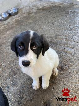 Ράτσα: Άγνωστο - Ημίαιμο | Ηλικία: 3 μηνών | Φύλο: Θηλυκό | Αρ. Microchip: 0000000000000000000000000000000000 | Περιοχή: Διόν Όλυμπος, Μακεδονία