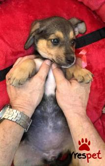 Ράτσα: Άγνωστο - Ημίαιμο | Ηλικία: 3 μηνών | Φύλο: Θηλυκό | Αρ. Microchip: 000000000000008 | Περιοχή: Καλύβια Θορικού, Αττική