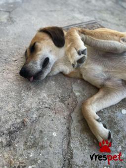 Ράτσα: Άγνωστο - Ημίαιμο | Ηλικία: 5+ | Φύλο: Θηλυκό | Αρ. Microchip: - | Ημίαιμο | Περιοχή: Νέα Σμύρνη, Αττική