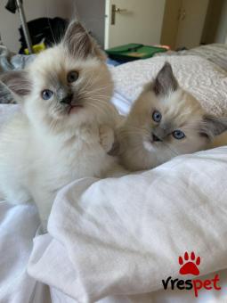 Ράτσα: Ράγκντολ | Ηλικία: 2,5 μηνών | Φύλο: Θηλυκό | Αρ. Microchip: 978101082345645 | Ιδιώτης | Pedigree | Περιοχή: Αθήνα, Αττική