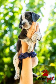 Ράτσα: Άγνωστο - Ημίαιμο | Ηλικία: 2,5 μηνών | Φύλο: Θηλυκό | Αρ. Microchip: - | Περιοχή: Νέα Σμύρνη, Αττική