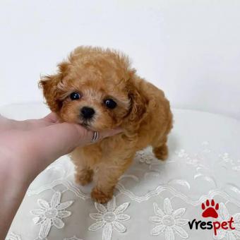 Ράτσα: Κανίς Βερικοκί - Caniche apricot | Ηλικία: 3 μηνών | Φύλο: Αρσενικό | Αρ. Microchip: 94406603882047 | Ιδιώτης | Εκπαιδευμένο | Pedigree | Περιοχή: Αθήνα, Αττική