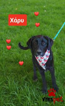 Ράτσα: Κόλι - Collie | Ηλικία: 6 μηνών | Φύλο: Αρσενικό | Αρ. Microchip: 9012362545478 | Ημίαιμο | Περιοχή: Λαυρεωτική, Αττική