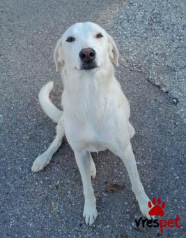 Ράτσα: Άγνωστο - Ημίαιμο | Ηλικία: 1 έτους | Φύλο: Θηλυκό | Αρ. Microchip: 000000000000000000000 | Ημίαιμο | Περιοχή: Χαϊδάρι, Αττική