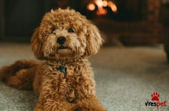 Ράτσα: Κανίς Βερικοκί - Caniche apricot | Ηλικία: 3 μηνών | Φύλο: Αρσενικό | Αρ. Microchip: 1 | Περιοχή: Κιλκίς, Θεσσαλονίκη