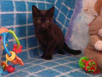 Ράτσα: Άγνωστο - Ημίαιμο | Ηλικία: 2,5 μηνών | Φύλο: Αρσενικό | Αρ. Microchip: 00000000000  | Περιοχή: Άλιμος, Αττική