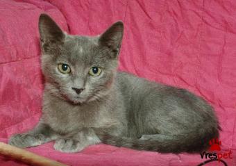 Ράτσα: Ρωσική Μπλε | Ηλικία: 2 μηνών | Φύλο: Αρσενικό | Αρ. Microchip: 966000017286215 | Περιοχή: Παιανία, Αττική