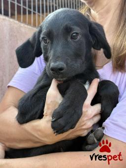 Ράτσα: Άγνωστο - Ημίαιμο | Ηλικία: 3 μηνών | Φύλο: Θηλυκό | Αρ. Microchip: 000000000000008 | Περιοχή: Καλύβια Θορικού, Αττική