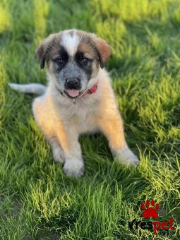 Ράτσα: Άγνωστο - Ημίαιμο | Ηλικία: 2 μηνών | Φύλο: Αρσενικό | Αρ. Microchip: 0000000000000000000000000000000000 | Περιοχή: Διόν Όλυμπος, Μακεδονία