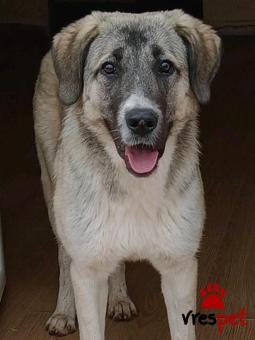 Ράτσα: Άγνωστο - Ημίαιμο | Ηλικία: 8 μηνών | Φύλο: Θηλυκό | Αρ. Microchip: - | Περιοχή: Κιλκίς, Μακεδονία