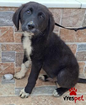 Ράτσα: Άγνωστο - Ημίαιμο | Ηλικία: 4 μηνών | Φύλο: Αρσενικό | Αρ. Microchip: 0 | Ημίαιμο | Περιοχή: Γλυφάδα, Αττική