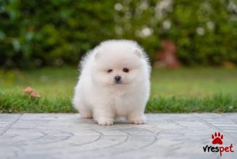 Ράτσα: Πομεράνιαν - Pomeranian | Ηλικία: 3 μηνών | Φύλο: Θηλυκό | Αρ. Microchip: 90140084552002 | Ιδιώτης | Εκπαιδευμένο | Pedigree | Περιοχή: Αθήνα, Αττική