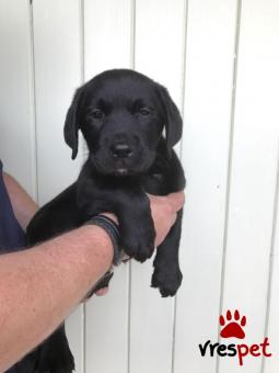 Ράτσα: Λαμπραντόρ - Labrador | Ηλικία: 2,5 μηνών | Φύλο: Θηλυκό | Αρ. Microchip: 902000780900070 | Ιδιώτης | Εκπαιδευμένο | Pedigree | Περιοχή: Αθήνα, Αττική