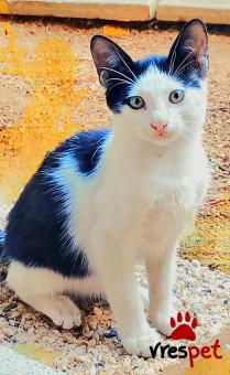 Ράτσα: Γάτα του Αιγαίου | Ηλικία: 4 μηνών | Φύλο: Αρσενικό | Αρ. Microchip: 00000000000 | Ιδιώτης | Περιοχή: Θεσσαλονίκη, Θεσσαλονίκη