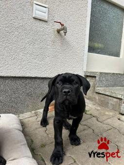 Ράτσα: Κανέ Κόρσο - Cane Corso | Ηλικία: 2,5 μηνών | Φύλο: Αρσενικό | Αρ. Microchip: 56768998799 | Περιοχή: Αθήνα, Αττική