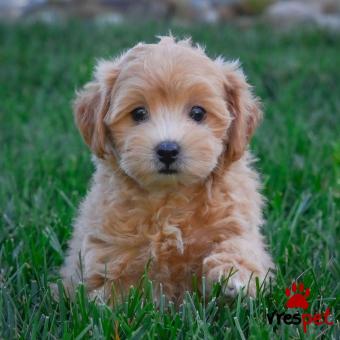 Ράτσα: Μαλτέζ - Maltese | Ηλικία: 3 μηνών | Φύλο: Θηλυκό | Αρ. Microchip: 139656399 | 