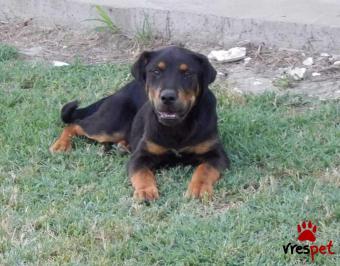 Ράτσα: Ροτβάϊλερ - Rottweiler | Ηλικία: 6 μηνών | Φύλο: Θηλυκό | Αρ. Microchip: - | Ημίαιμο | Περιοχή: Θεσσαλονίκη, Θεσσαλονίκη