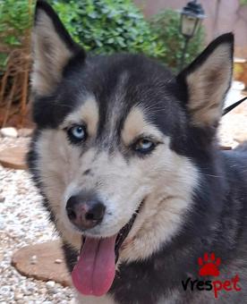 Ράτσα: Σιβηριανός Χάσκι - Siberian Husky | Ηλικία: 4 ετών | Φύλο: Θηλυκό | Αρ. Microchip: 0 | Ημίαιμο | Περιοχή: Γλυφάδα, Αττική