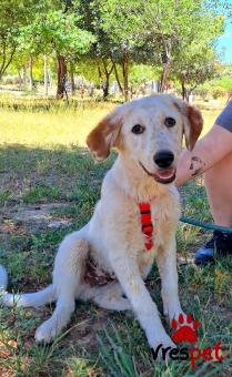 Ράτσα: Γκόλντεν Ριτρίβερ - Golden Retriever | Ηλικία: 6 μηνών | Φύλο: Αρσενικό | Αρ. Microchip: 0 | Ημίαιμο | Περιοχή: Γλυφάδα, Αττική