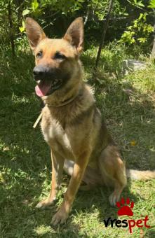 Ράτσα: Βελγικός Ποιμενικός Μαλινουά - Belgian Malinois | Ηλικία: 1 έτους | Φύλο: Θηλυκό | Αρ. Microchip: 0 | Περιοχή: Γλυφάδα, Αττική