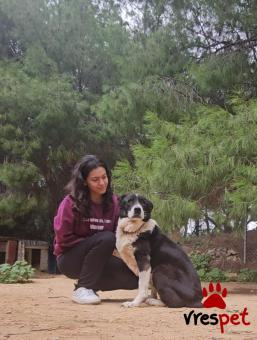 Ράτσα: Άγνωστο - Ημίαιμο | Ηλικία: 5+ | Φύλο: Θηλυκό | Αρ. Microchip: . | Περιοχή: Νέα Σμύρνη, Αττική