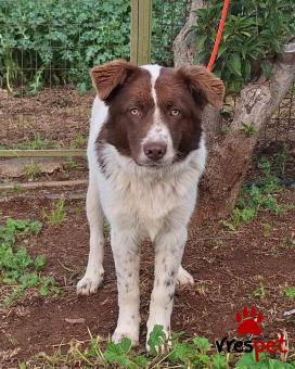 Ράτσα: Άλλη Ράτσα | Ηλικία: 4 μηνών | Φύλο: Αρσενικό | Αρ. Microchip: 9600002325669852125 | Ημίαιμο | Περιοχή: Σαρωνικός, Αττική