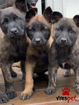 Ράτσα: Βελγικός Ποιμενικός - Belgian Sheepdog | Ηλικία: 3 μηνών | Φύλο: Αρσενικό | Αρ. Microchip: 978101058245678 | Ιδιώτης | Εκπαιδευμένο | Pedigree | Περιοχή: Αθήνα, Αττική