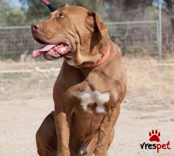 Ράτσα: Ντογκ ντε Μπορντώ - Dogue de Bordeaux | Ηλικία: 4 ετών | Φύλο: Αρσενικό | Αρ. Microchip: 00000000000000 | Περιοχή: Καλύβια Θορικού, Αττική