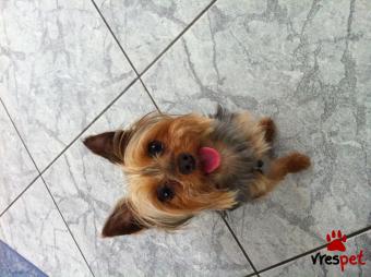 Ράτσα: Γιόρκσάϊρ τεριέ - Yorkshire Terrier | Ηλικία: 5+ | Φύλο: Αρσενικό | Αρ. Microchip: 76983200165 | Ιδιώτης | Περιοχή: Πυλαία Χορτιάτης, Θεσσαλονίκη