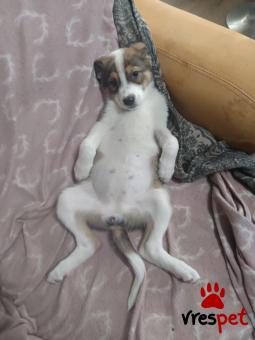 Ράτσα: Άγνωστο - Ημίαιμο | Ηλικία: 3 μηνών | Φύλο: Θηλυκό | Αρ. Microchip: 0 | Ημίαιμο | Περιοχή: Γλυφάδα, Αττική