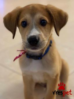 Ράτσα: Άγνωστο - Ημίαιμο | Ηλικία: 2 μηνών | Φύλο: Αρσενικό | Αρ. Microchip: 0000000 | Περιοχή: Κορδελιό Εύοσμος, Θεσσαλονίκη