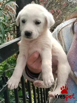 Ράτσα: Άγνωστο - Ημίαιμο | Ηλικία: 2 μηνών | Φύλο: Αρσενικό | Αρ. Microchip: - | Περιοχή: Κιλκίς, Μακεδονία