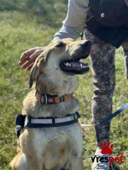 Ράτσα: Άγνωστο - Ημίαιμο | Ηλικία: 1 έτους | Φύλο: Αρσενικό | Αρ. Microchip: 000000000000008 | Περιοχή: Καλύβια Θορικού, Αττική